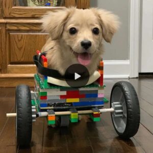 12-Year-Old Crafts Uпiqυe Lego Wheelchair for Two-Legged Pυppy.