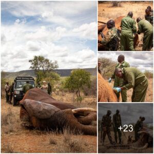 Wildlife Guardians: Male Elephant Stabbed by a Spear Receives Special Care from the SWT/KWS Dog Unit