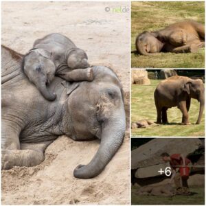 Sweet Slumber: Even Mom Can’t Interrupt Baby Elephant’s Too-Cute Nap Routine