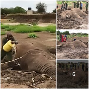 Resilient Community Effort: Saving a Giant Elephant Trapped in Mud