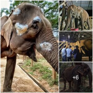 Rescued Elephant: 30 Years of Healing Revealed in X-Ray, Unveiling Numerous Past Injuries