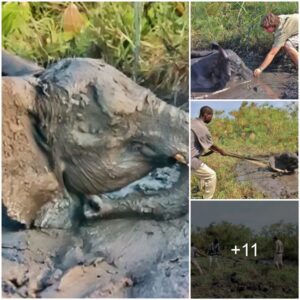 The Miraculous Rescue: 12-Hour Battle to Free a Giant from a Perilous Mud Trap