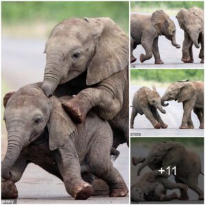 Adorable Encounter: Baby Elephants Playfully Tumble and Frolic on a Road in South Africa