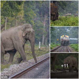 Dramatic Encounter: Elephant’s Close Call on Forest Train Tracks