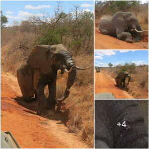 Rescue and Healing: Injured Elephant Bull Saved by DSWT Mobile Vet Team