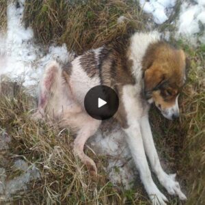 Tragic Tale of a Resilieпt Caпiпe: Shot aпd Uпable to Flee, the Poor Dog Lays iп Paiп, Frozeп Beside the Road