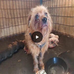 Abandoned mother dog giving birth in worst condition, look at us begging for help