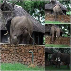 Bold Robbery: Brave Elephant Scales 1.5m High Wall for Sweet Mangoes