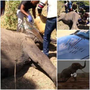 An Elephant’s Incredible Rebound: A Kenyan Vet’s Victory Over 20 Poison-Tipped Arrows