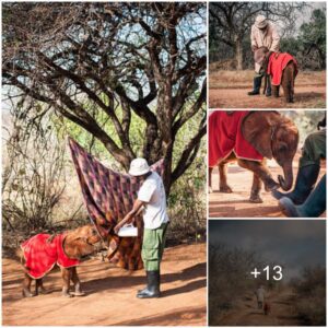 Blankets of Love: Warming Orphaned Elephants’ Hearts with Cozy Coats in the Wild