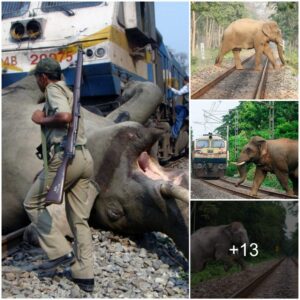 A Touching Rescue Story: Citizens and Park Rangers Join Forces to Save Elephant on Train Tracks at 5 p.m.