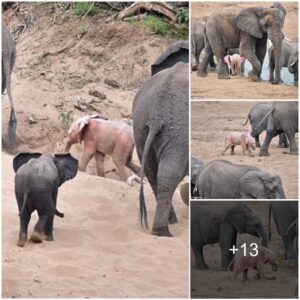 The Astonishing Discovery of a Rare Albino Elephant Calf in an African Park