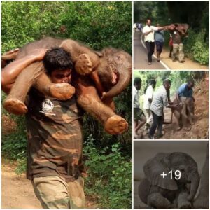 Rescuers Carry A Starving Baby Elephant On Their Shoulders To Reunite It With Its Mother !