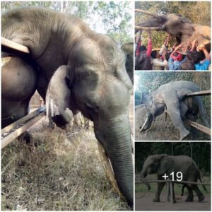 A Testimony of Humanity's Compassion: The Collective Effort to Rescue a Trapped Elephant