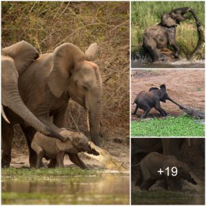 Mother elephant uses her body weight to step on crocodile to save attacked baby elephant