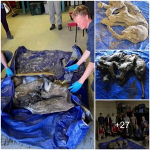 “Baby Mammoth” 30,000 year-old mummified baby mammoth found by Canadian gold miner