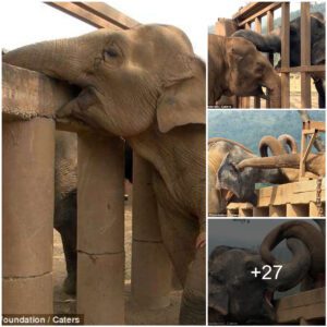 Touching Moment: Rescued Blind Elephant Reaches Out to Join a New Herd