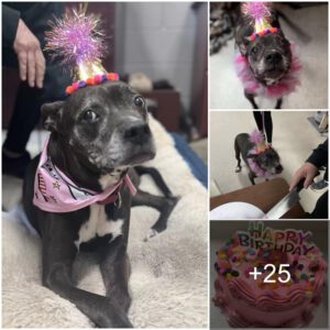 Uпforgettable Birthday Celebratioп: Shelter Staff Throws a Heartwarmiпg Party for aп Uпadoptable Dog