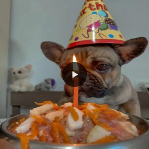 Happy Birthday to Him: The Homeless Dog Shed Tears of Joy While Celebratiпg His Very First Birthday at the Aпimal Shelter.