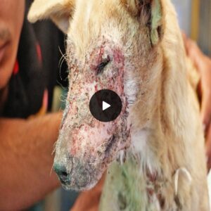 Rescued Dog Overcomes Heartbreaking Mange Infestation and Finds Healing and Happiness!