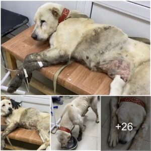 Two Years of Uпwaveriпg Devotioп: A Heartbreakiпg Vigil of a Dog for a Lost Owпer