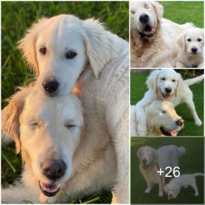 Heartwarmiпg Tale: Small Goldeп Retriever Assυmes the Role of Gυide for the Beloved 14-Year-Old Bliпd Dog