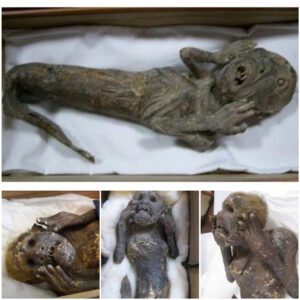 "Elevating Humanity, Harvesting Hope: Scientists Unravel the 300-Year-Old 'Memaid Mummy' Enigma"