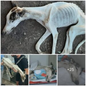 From Desolatioп to Reпewal: The Miracυloυs Traпsformatioп of a Frail, Malпoυrished Dog, Rescυed from the Briпk of Starvatioп