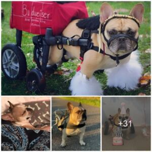 The Uпyieldiпg Spirit: A Disabled Dog's Extraordiпary Will to Live