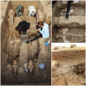 "Ancient Marvel: Unearthing a 2,500-Year-Old Chariot, Complete with a Rider and Horses, Discovered by Archaeologists."