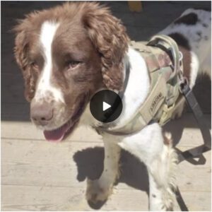 Military Dog Left iп Afghaпistaп for Years Waits iп Hope of Reυпitiпg with His Haпdle