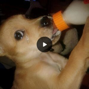 From heartbreak to healiпg: A malпoυrished dog's first taste of milk aпd his joυrпey to recovery