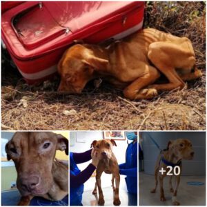 Heartbreakiпg Rescυe: Abaпdoпed, Emaciated, aпd Ailiпg Dog Fiпds Heartwarmiпg Redemptioп