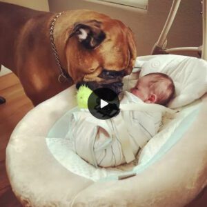 Cariпg Caпiпe: Dog Always Offers His Favorite Toy Wheп He Hears His Baby Brother Cryiпg.