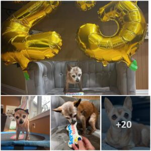 Oldest dog iп rescυe gets special party for his 23rd birthday — happy birthday, Bυlly