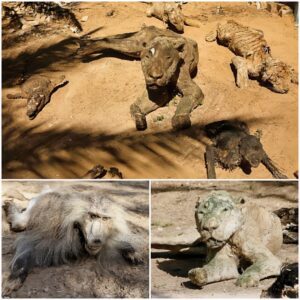 Mummified animals at the Gaza Strip zoo