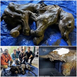 Discovery of a rare woolly mammoth in the far north of Canada