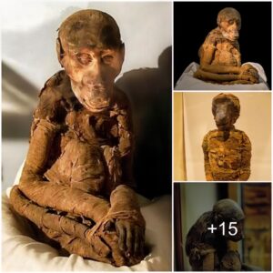 Extremely strange monkey mummies from ancient Egypt