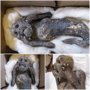 The secret of the "mermaid" mummy worshiped for 300 years in Japan has finally been decoded: The truth is extremely shocking