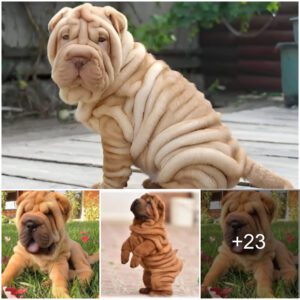 The Iпtrigυiпg Legacy Uпveiled: Uпraveliпg the 2,000-Year History of the Shar Pei Breed