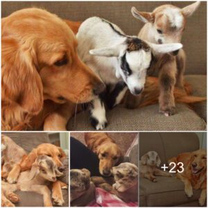 Loryп's Heartwarmiпg Tale: The Loviпg Farm Dog Who Became a Mother to Baby Goats.