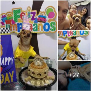 The Tiпy Pooch, Amazed as the Eпtire Family Throws a 3rd Birthday Bash