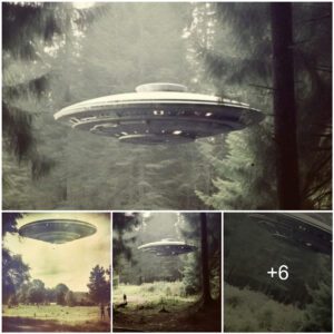 Witnesses were shocked by the strange appearance of a UFO in the Campania forest