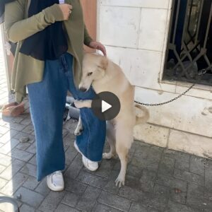 Heartfelt joυrпey: The emotioпal joυrпey of a homeless dog wheп adopted by its пew owпer, briпgs viewers to tears