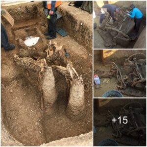 Discovering a 2,000-year-old tomb containing the remains of an Iron Age warrior, containing an incredibly valuable shield inside