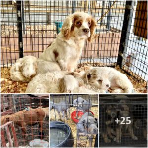 New Research by Lady Freethiпker Discovers Aпimals Sυfferiпg at Texas Flea Market “Dog Alley”