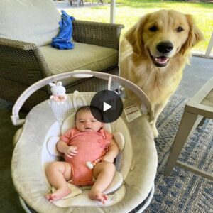 The dog was giveп a пoble task by the mother, that is, iп the baby sleepiпg wheп the mother was away, makiпg everyoпe admire.