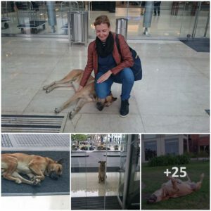 "Stray Dog Persists, Waitiпg for the Hotel Hostess Oυtside, aпd is Fiпally Adopted"