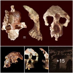 8.7 million year old remains were unearthed, revealing secrets that turned human history upside down