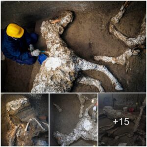 Horse corpse with intact saddle and harness discovered nearly 2,000 years after the Vesuvius volcanic disaster